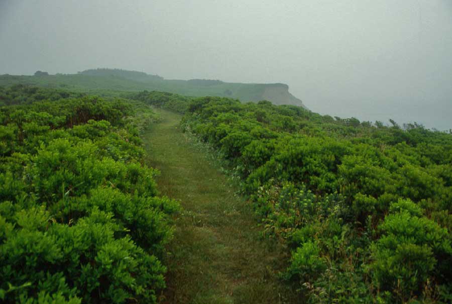 Bluestone Maze