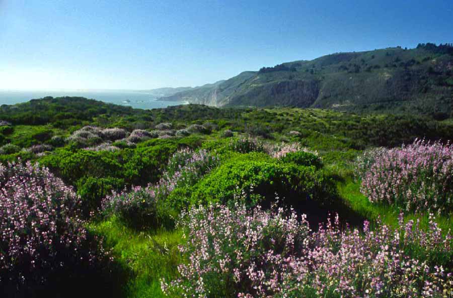 Above Wildcat Beach