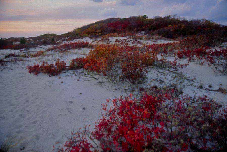 Herring Cove