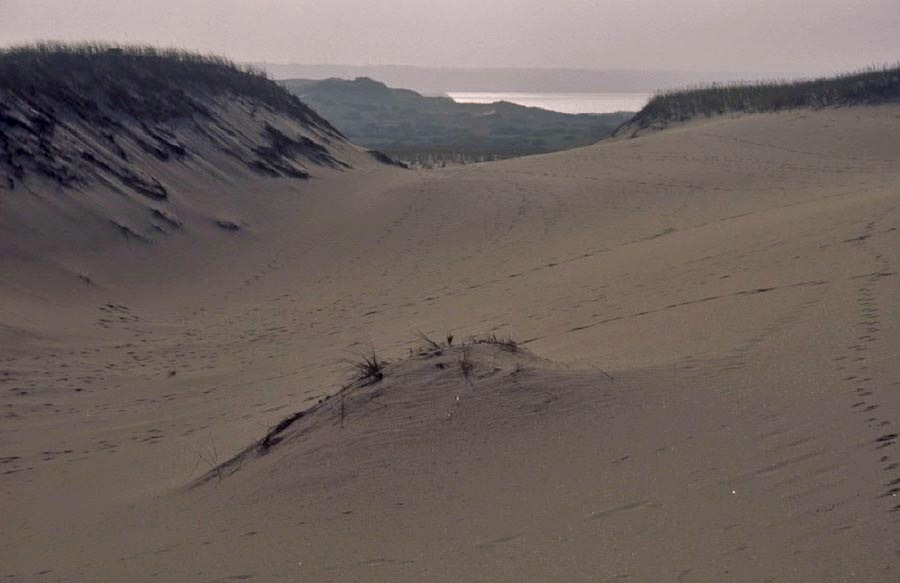 Parabolic Dunes