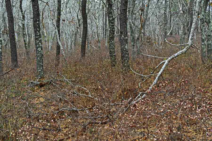 Beach Forest