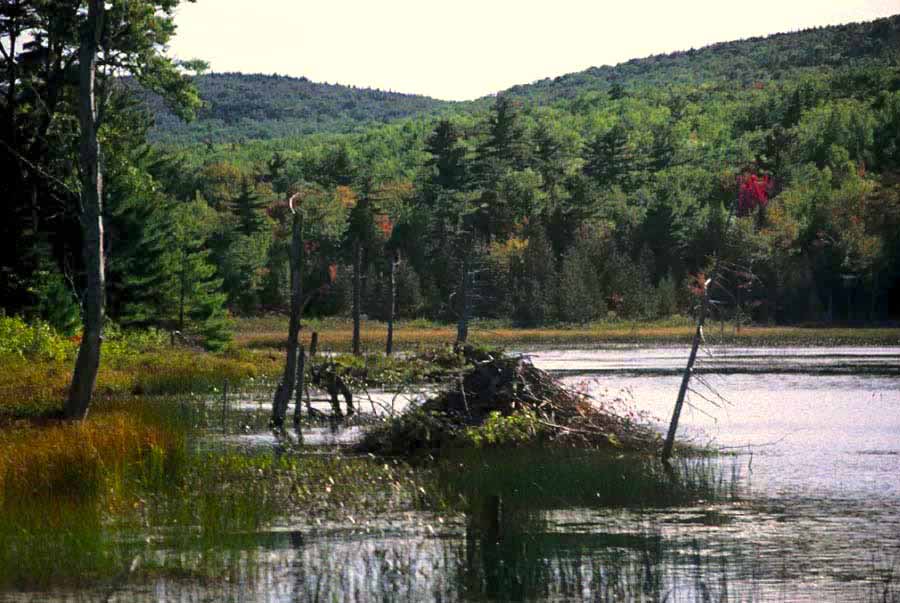 Halfmoon Pond