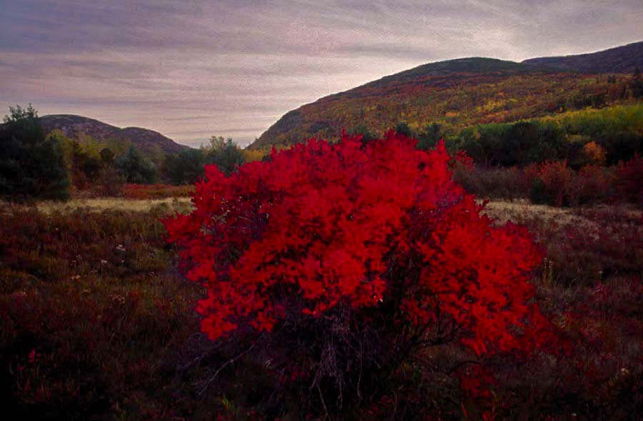 Great Meadow