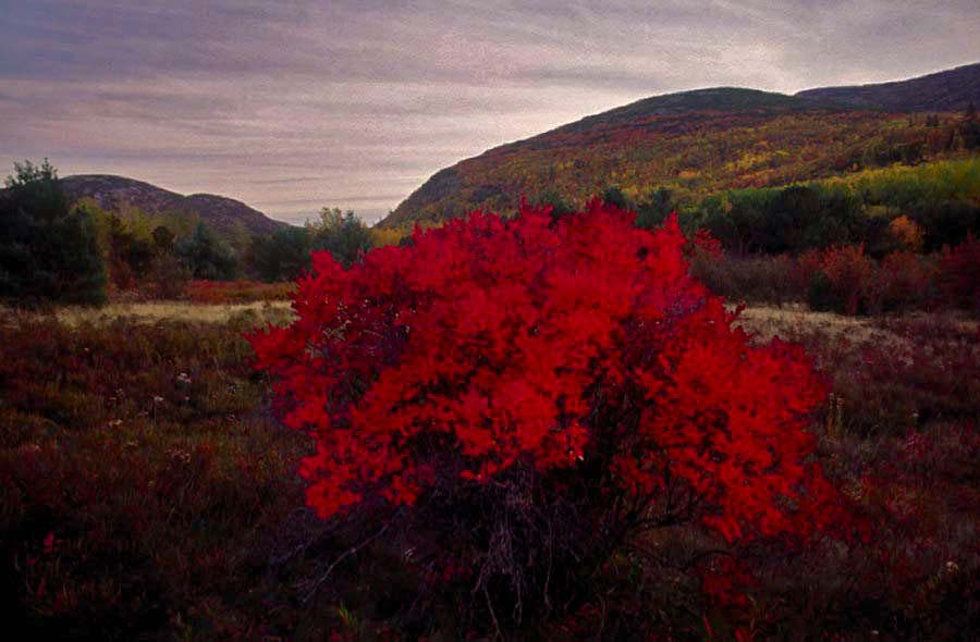 Great Meadow