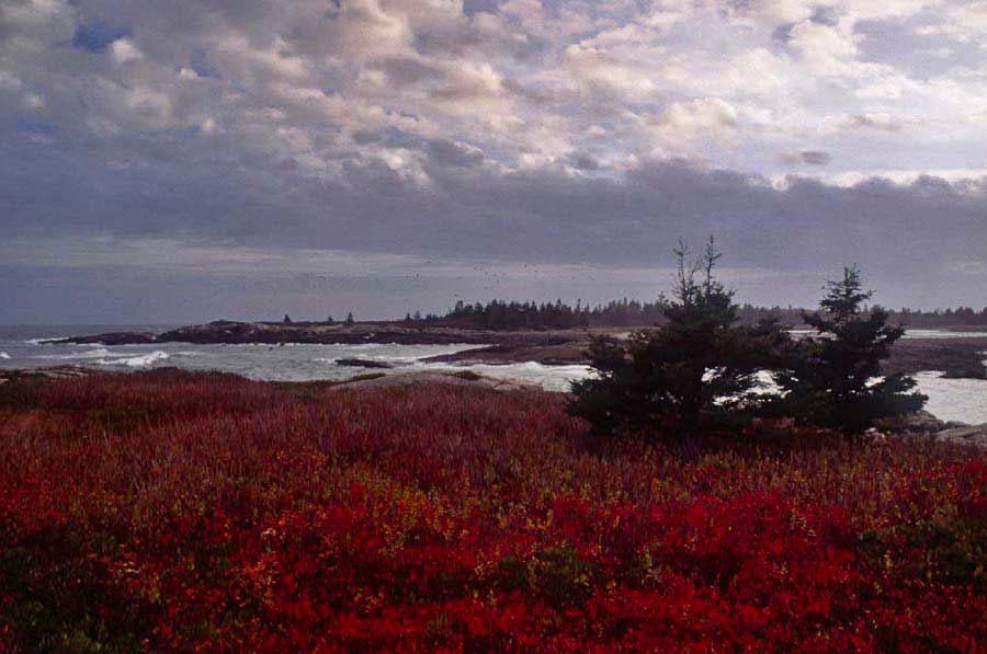 Schoodic Harbor