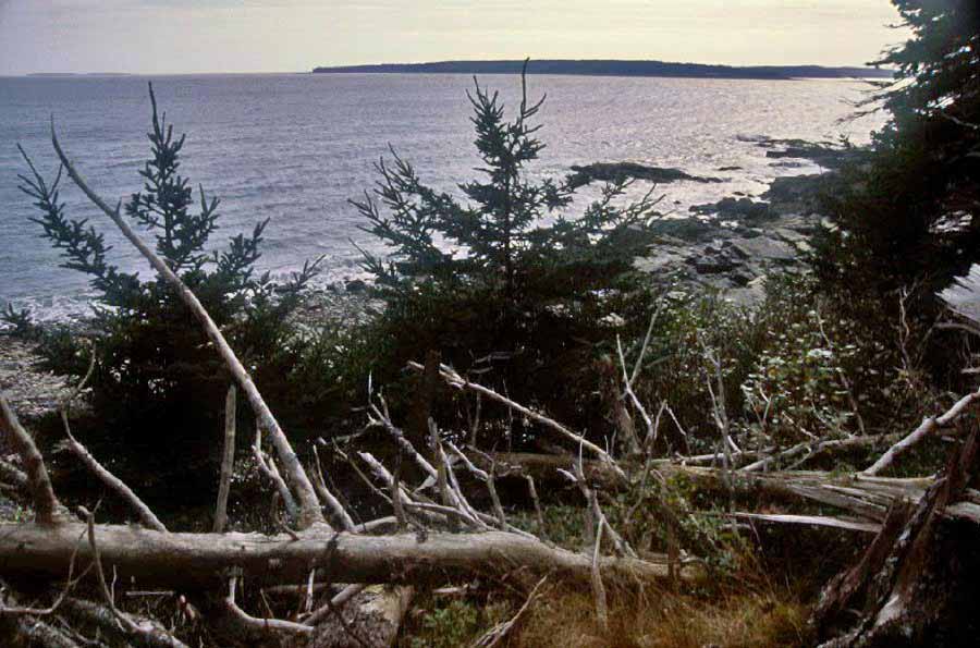 Near Bass Harbor Head