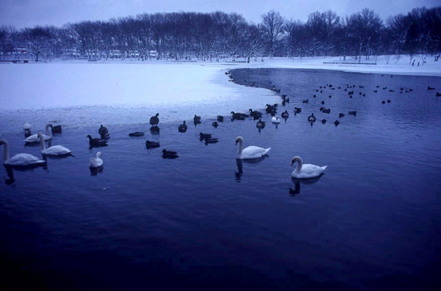 Kissena Lake