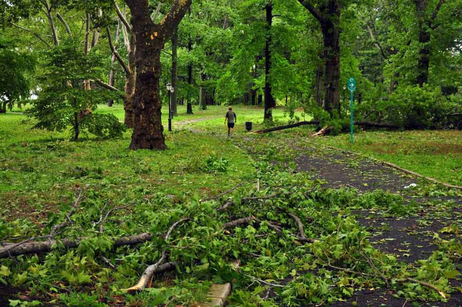 Kissena Hollow