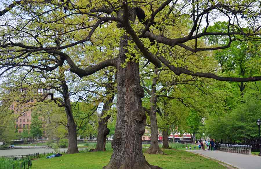 Central Park