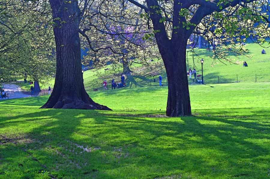 Central Park