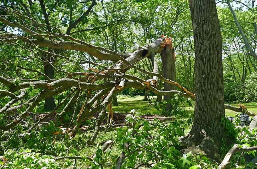 Kissena Hollow