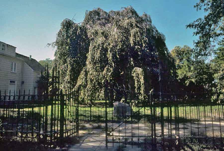 Weeping Beach Park