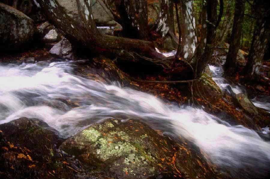 Man-o-War Brook