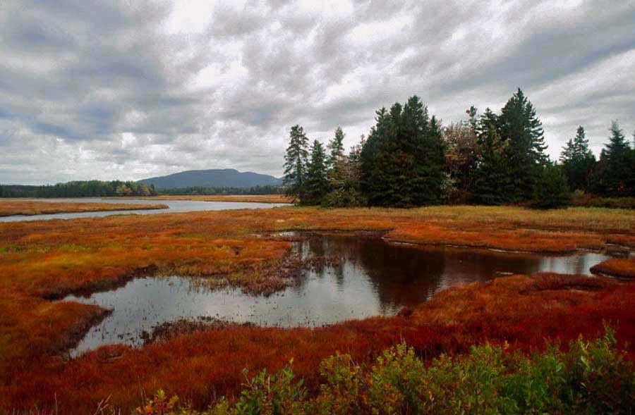 Bass Meadows