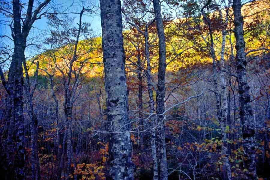 Beneath Cadillac Mountain