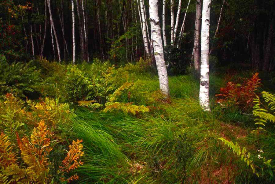 Wild Gardens of Acadia