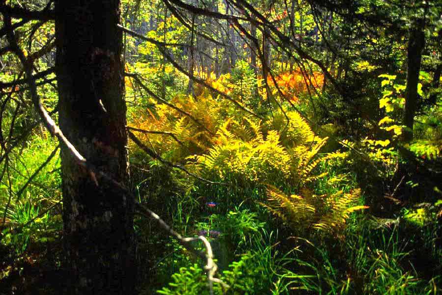 Cedar Swamp Mtn.